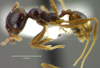 Media type: image;   Entomology 34260 Aspect: habitus lateral view